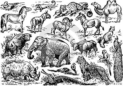 A large number of animals of wild africa presented in general illustration Vector Illustration